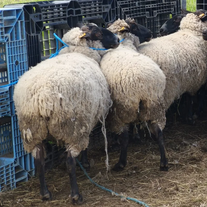 Premium sheep at Goat Farm Japan